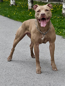American PitBull -pennut kennelistä (5 valokuva sivusta 5)