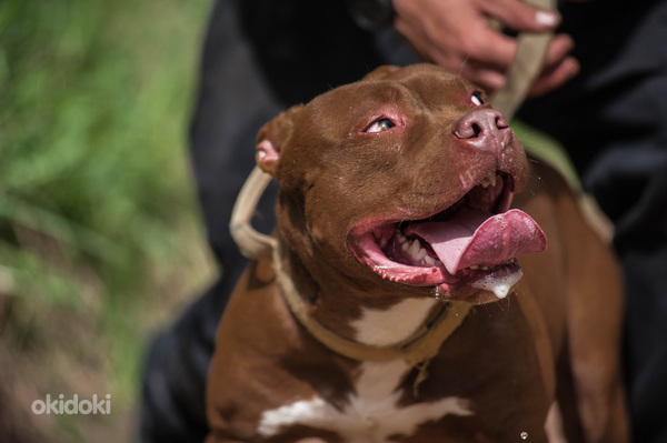Amerikāņu pitbulterjera kucēni