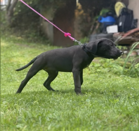 Amerikāņu pitbulterjera kucēni