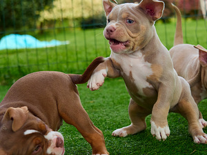 Ameerika bully (10 foto / 10)