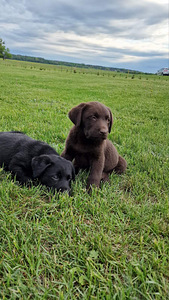 Labradori retriiver (7 foto / 10)