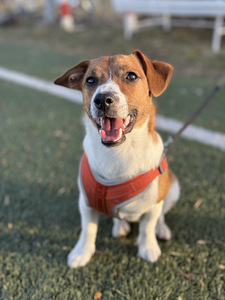 Jack Russell Terrier isane (1,5 a) otsib pruuti (5 foto / 8)