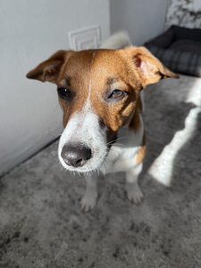 Jack Russell Terrier isane (1,5 a) otsib pruuti (6 foto / 8)
