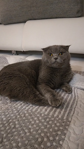 Скоттиш фолд мальчик (2 фото из 4)