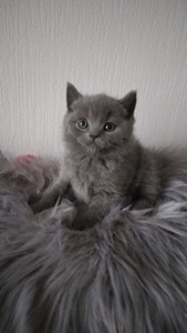 Скоттиш страйт (6 фото из 7)