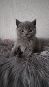 Scottish fold ja sirged kassipojad (6 foto / 9)