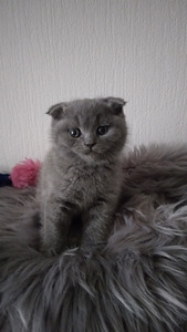 Scottish fold ja sirged kassipojad (9 foto / 9)