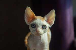 Devon rex (1 foto / 4)