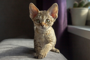 Devon rex (3 foto / 4)