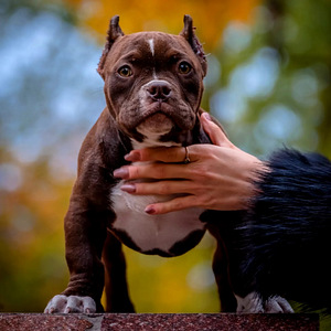 American Bully (2 foto / 4)