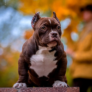American Bully (3 foto / 4)