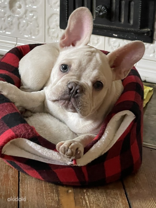 Valge Prantsuse Buldogi kutsikas - Tartu, Koerad – okidoki