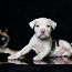 Amerikiečių Stafordšyro terjerų šuniukai (nuotrauka #1)