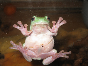 Litorija (2 foto no 8)