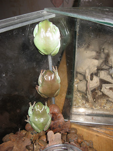 Litorija (4 foto no 8)