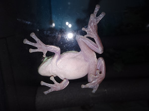 Litorija (5 foto no 8)