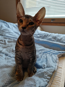 Sfinx tyttö pentuja (4 valokuva sivusta 9)