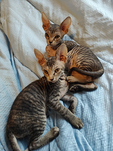 Sfinx tyttö pentuja (7 valokuva sivusta 9)