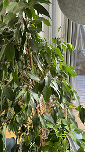 Looduslik taim Ficus suur lisapotiga (3 foto / 4)