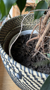 Looduslik taim Ficus suur lisapotiga (4 foto / 4)