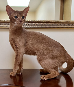 Абиссинская кошка (2 фото из 7)