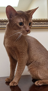 Абиссинская кошка (3 фото из 7)