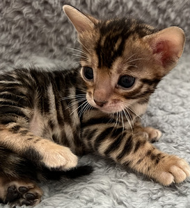 Бенгальские котята