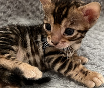 Bengal kassipojad