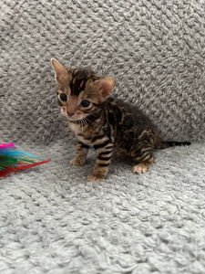 Bengal kassipojad Tallinn (8 foto / 8)