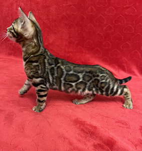 Bengal kassipojad (3 foto / 10)