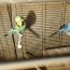 Птицы (фото #2)