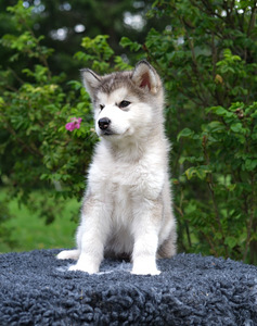 Alaska malamuudi kutsikas (5 foto / 8)