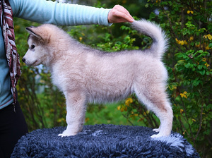 Alaska malamuudi kutsikas (2 foto / 8)