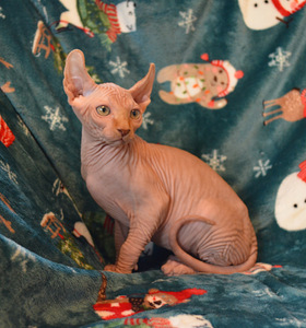 Sfinks (2 foto no 5)