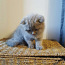 Scottish kitten (nuotrauka #5)