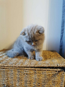 Шотландский котенок (5 фото из 8)