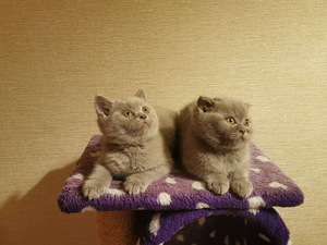 Шотландский котенок (6 фото из 8)