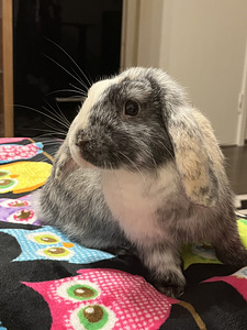Dekoratiivne jänes suure puuriga ja muude tarvikutega (4 foto / 6)