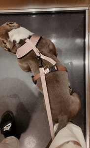 American Bulli (4 foto / 4)