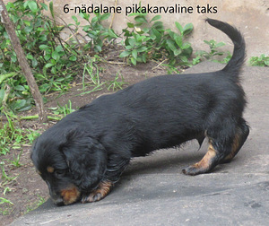 Taks, standardne pikakarvaline. (5 foto / 5)