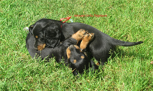 7-week-old long-haired standard dachshund puppies (4 foto / 5)