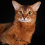 Абиссинский кот. Вязка (фото #1)