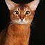 Абиссинский кот. Вязка (фото #2)