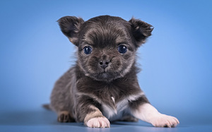 Chihuahua kutsikad (3 foto / 9)