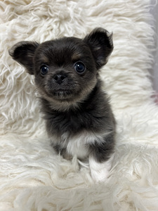 Beebi chihuahua Müüdud! (4 foto / 4)