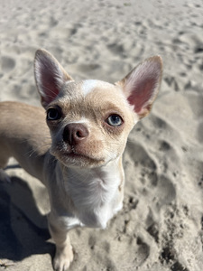 Chihuahua kutsikapoiss unikaalse värvi (chihuahua) (5 foto / 7)