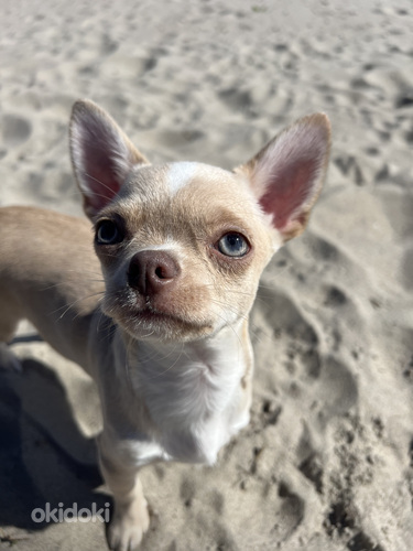 Chihuahua kutsikapoiss unikaalse värvi (chihuahua) (foto #5)
