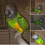 Senegali papagoi (foto #1)