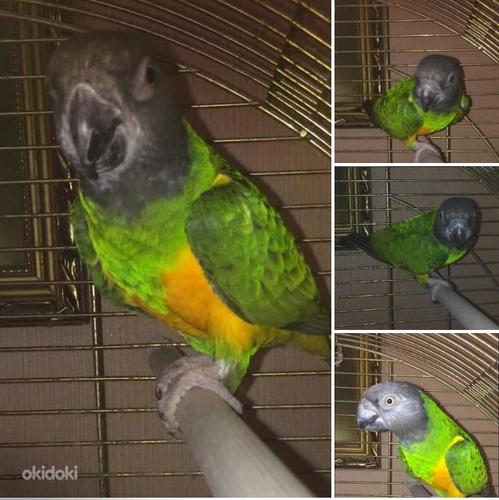 Senegali papagoi (foto #1)