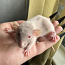 Крысята, мальчики дамбо (фото #1)